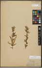 Foto von Salix alba subsp. vitellina (L.) Arcang.